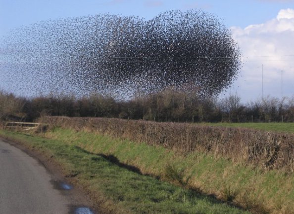 How starlings flock or swarm together in flight is an example of emergence.
